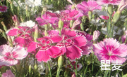 ˎٍX(qin)